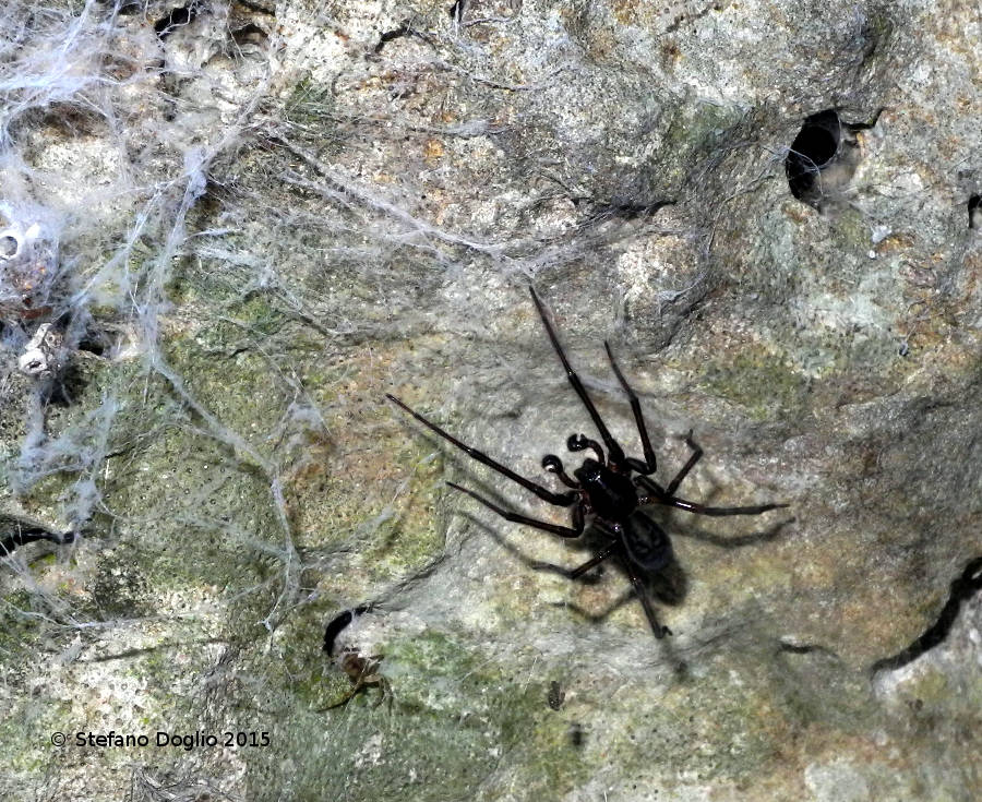 M. merianae e A. ferox - Macchie Gattaceca e Barco (RM)